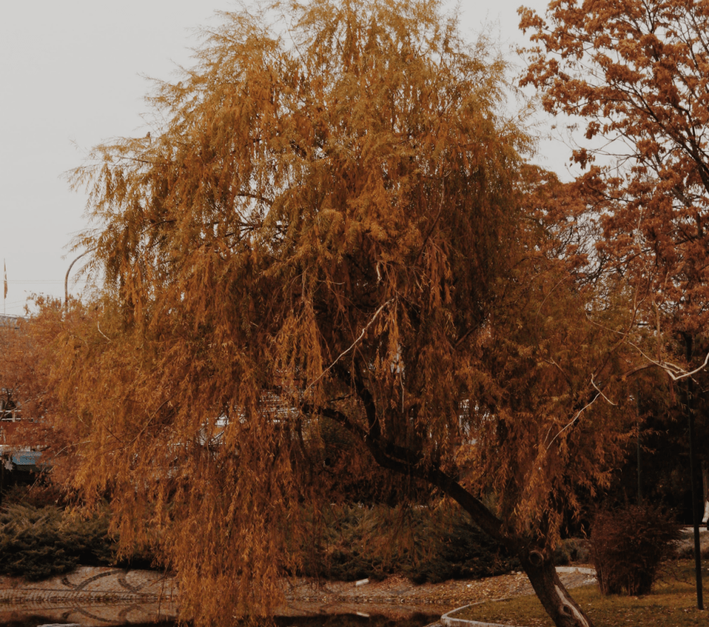 ÖYKÜMEN EDEBİYAT SAYI 21 (SONBAHAR)